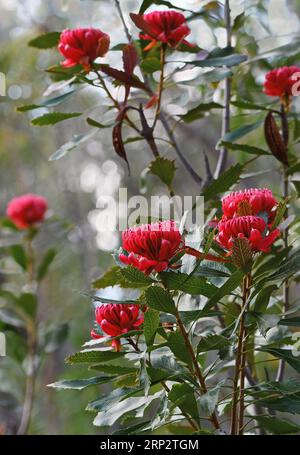 Native Australian Protea Plant With Red Flower Outdoor In Beautiful 