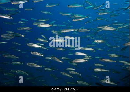 Close-up (Sardinops sagax) of shoal of sardines, Eastern Atlantic, Fuerteventura, Canary Islands, Spain Stock Photo