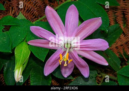 Passion flower (Passiflora edulis) close-up, Funchal, south side, Madeira Island Stock Photo