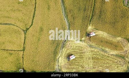 (180918) -- YIXIAN, Sept. 18, 2018 -- Aerial photo taken on Sept. 18, 2018 shows farmers driving harvester to collect rice crop in Bishan Village of Yixian County, east China s Anhui Province. The rice harvest season has begun in Bishan Village. ) (xmc) CHINA-ANHUI-YIXIAN-RICE-HARVEST (CN) ZhangxDuan PUBLICATIONxNOTxINxCHN Stock Photo