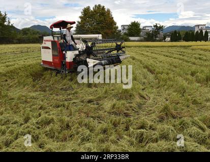 (180918) -- YIXIAN, Sept. 18, 2018 -- A farmer drives harvester to collect rice crop in Bishan Village of Yixian County, east China s Anhui Province, Sept. 18, 2018. The rice harvest season has begun in Bishan Village. ) (xmc) CHINA-ANHUI-YIXIAN-RICE-HARVEST (CN) LiuxXin PUBLICATIONxNOTxINxCHN Stock Photo