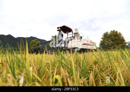 (180918) -- YIXIAN, Sept. 18, 2018 -- A farmer drives harvester to collect rice crop in Bishan Village of Yixian County, east China s Anhui Province, Sept. 18, 2018. The rice harvest season has begun in Bishan Village. ) (xmc) CHINA-ANHUI-YIXIAN-RICE-HARVEST (CN) LiuxJunxi PUBLICATIONxNOTxINxCHN Stock Photo