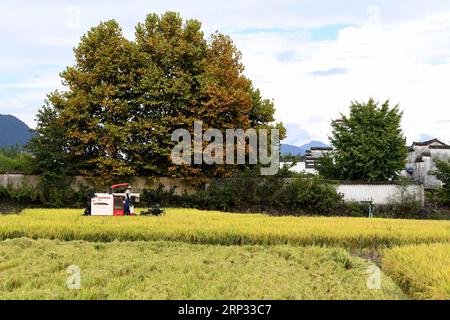 (180918) -- YIXIAN, Sept. 18, 2018 -- A farmer drives harvester to collect rice crop in Bishan Village of Yixian County, east China s Anhui Province, Sept. 18, 2018. The rice harvest season has begun in Bishan Village. ) (xmc) CHINA-ANHUI-YIXIAN-RICE-HARVEST (CN) LiuxJunxi PUBLICATIONxNOTxINxCHN Stock Photo