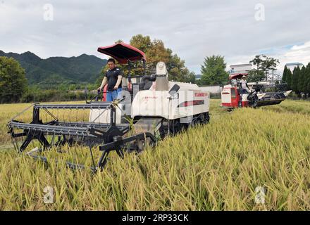 (180918) -- YIXIAN, Sept. 18, 2018 -- Farmers drive harvesters to collect rice crop in Bishan Village of Yixian County, east China s Anhui Province, Sept. 18, 2018. The rice harvest season has begun in Bishan Village. ) (xmc) CHINA-ANHUI-YIXIAN-RICE-HARVEST (CN) ChenxHaitong PUBLICATIONxNOTxINxCHN Stock Photo