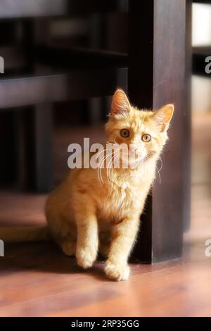 Portrait of sitting playful ginger cat kitten indoors Stock Photo