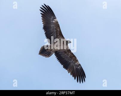 Bearded Vulture (Gypaetus barbatus) in flight near the Matterhorn, Canton of Valais, Switzerland Stock Photo