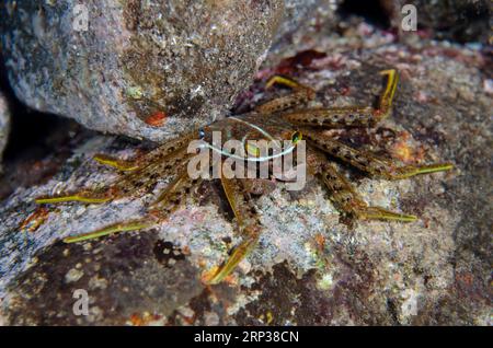 Flat Rock Crab, Percnon planissimum, on rock, night dive, Scuba Seraya House Reef dive site, Seraya, Karangasem, Bali, Indonesia Stock Photo