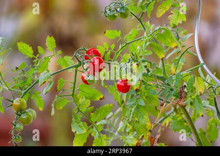 Several red and green small tomatoes on a bush isolated in summer Stock Photo