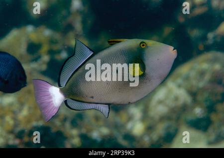 Pinktail Triggerfish, Melichthys vidua, Coral Garden dive site, Seraya, Karangasem, Bali, Indonesia Stock Photo