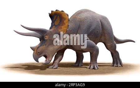 Triceratops horridus Isolated On White Background Stock Photo