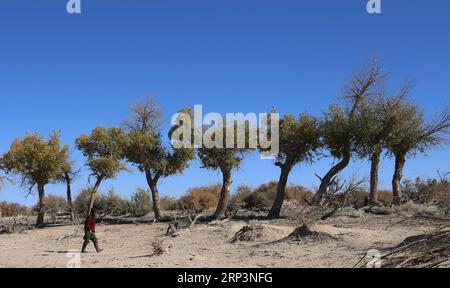 (181012) -- EJINA BANNER, Oct. 12, 2018 -- Ban Du, an 81-year-old herdsman of the Mongolian ethnic group, walks past trees of populus euphratica, commonly known as desert poplar, in Ceke Gacha of Ejina Banner, north China s Inner Mongolia Autonomous Region, Oct. 11, 2018. Ceke Gacha, a village in the Badain Jaran Desert, is known for its dry weather and tough environment. However, Ban Du, unlike other herdsmen, is unwilling to leave his hometown and be relocated to a city house offered by the local government. He has contracted a grassland in the desert and takes care of the century-old desert Stock Photo