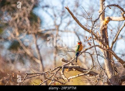 white fronted bee-eater in Victoria falls, Zimbabwe Stock Photo