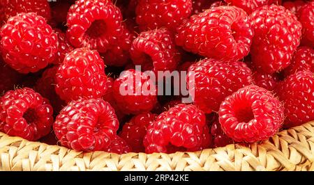 Heap of ripe raspberries in a basket close-up. Stock Photo