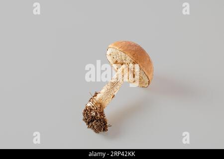 The boletus mushroom just found in the forest lies on its side on a gray background. Stock Photo