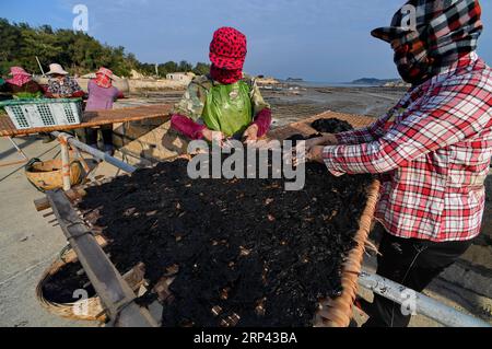 (181024) -- PUTIAN, Oct. 24, 2018 -- People dry laver in the sun in Jiangshan Village of Putian, southeast China s Fujian Province, Oct. 24, 2018. Over 200 families cultivate laver at offshore marine farms in Jiangshan. Local farmers are busy harvesting 133 hectares of laver. )(mcg) CHINA-FUJIAN-PUTIAN-LAVER HARVEST (CN) ZhangxGuojun PUBLICATIONxNOTxINxCHN Stock Photo