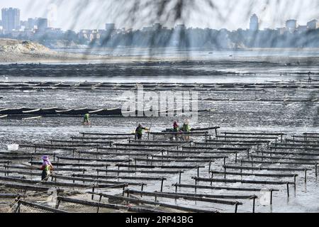 (181024) -- PUTIAN, Oct. 24, 2018 -- People harvest laver in the sun in Jiangshan Village of Putian, southeast China s Fujian Province, Oct. 24, 2018. Over 200 families cultivate laver at offshore marine farms in Jiangshan. Local farmers are busy harvesting 133 hectares of laver. )(mcg) CHINA-FUJIAN-PUTIAN-LAVER HARVEST (CN) JiangxKehong PUBLICATIONxNOTxINxCHN Stock Photo