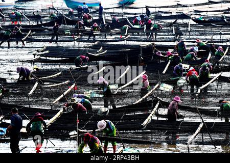 (181024) -- PUTIAN, Oct. 24, 2018 -- People harvest laver in the sun in Jiangshan Village of Putian, southeast China s Fujian Province, Oct. 24, 2018. Over 200 families cultivate laver at offshore marine farms in Jiangshan. Local farmers are busy harvesting 133 hectares of laver. )(mcg) CHINA-FUJIAN-PUTIAN-LAVER HARVEST (CN) ZhangxGuojun PUBLICATIONxNOTxINxCHN Stock Photo