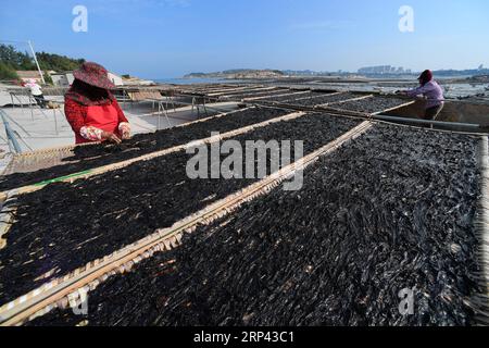 (181024) -- PUTIAN, Oct. 24, 2018 -- People dry laver in the sun in Jiangshan Village of Putian, southeast China s Fujian Province, Oct. 24, 2018. Over 200 families cultivate laver at offshore marine farms in Jiangshan. Local farmers are busy harvesting 133 hectares of laver. )(mcg) CHINA-FUJIAN-PUTIAN-LAVER HARVEST (CN) ZhangxGuojun PUBLICATIONxNOTxINxCHN Stock Photo