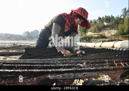 (181024) -- PUTIAN, Oct. 24, 2018 -- A woman harvests laver in the sun in Jiangshan Village of Putian, southeast China s Fujian Province, Oct. 24, 2018. Over 200 families cultivate laver at offshore marine farms in Jiangshan. Local farmers are busy harvesting 133 hectares of laver. )(mcg) CHINA-FUJIAN-PUTIAN-LAVER HARVEST (CN) JiangxKehong PUBLICATIONxNOTxINxCHN Stock Photo