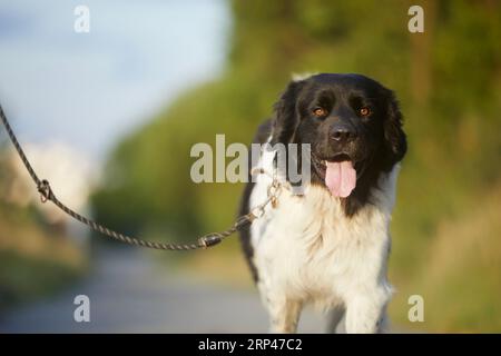 Happy dog on leash is walking on footpath. Portrait of joyful Czech Mountain Dog on sunny day. Stock Photo