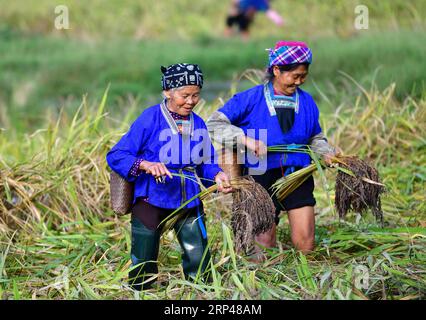 (181030) -- RONGSHUI, Oct. 30, 2018 -- Farmers of the Miao ethnic group harvest purple glutinous rice at Yuanbao Village in Antai Township in Rongshui Miao Autonomous County, south China s Guangxi Zhuang Autonomous Region, Oct. 30, 2018. Farmers are busy harvesting purple glutinous rice in Antai, where a production mode that incorporates cooperatives, planting bases and individual farmers has helped the locals out of poverty. ) (wyl) CHINA-GUANGXI-ANTAI-RICE-HARVEST (CN) WuxJianlu PUBLICATIONxNOTxINxCHN Stock Photo