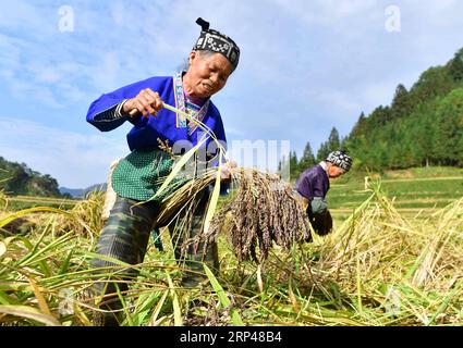 (181030) -- RONGSHUI, Oct. 30, 2018 -- Farmers of the Miao ethnic group harvest purple glutinous rice at Yuanbao Village in Antai Township in Rongshui Miao Autonomous County, south China s Guangxi Zhuang Autonomous Region, Oct. 30, 2018. Farmers are busy harvesting purple glutinous rice in Antai, where a production mode that incorporates cooperatives, planting bases and individual farmers has helped the locals out of poverty. ) (wyl) CHINA-GUANGXI-ANTAI-RICE-HARVEST (CN) WuxJianlu PUBLICATIONxNOTxINxCHN Stock Photo