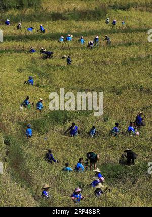 (181030) -- RONGSHUI, Oct. 30, 2018 -- Farmers of the Miao ethnic group harvest purple glutinous rice at Yuanbao Village in Antai Township in Rongshui Miao Autonomous County, south China s Guangxi Zhuang Autonomous Region, Oct. 30, 2018. Farmers are busy harvesting purple glutinous rice in Antai, where a production mode that incorporates cooperatives, planting bases and individual farmers has helped the locals out of poverty. ) (wyl) CHINA-GUANGXI-ANTAI-RICE-HARVEST (CN) WuxJianlu PUBLICATIONxNOTxINxCHN Stock Photo