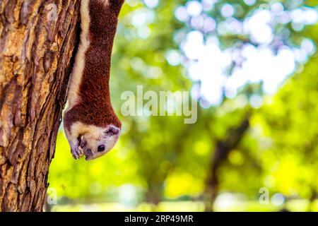 Squirrel Hanging Upside Down with Walnut on Tree Stock Photo