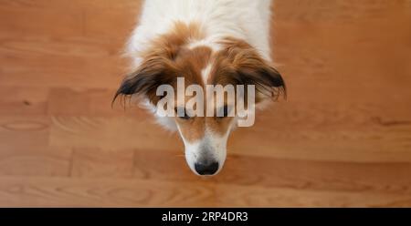 Dog purebred Greek shepherd head, white and brown color on blur wooden floor background. Friendly domestic pet, close up view Stock Photo