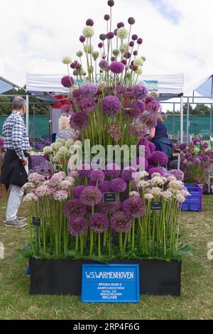 The second Gardeners World Autumn Fair at Audley End House and Gardens, Saffron Walden, Essex. Display of alliums by WS Warmenhoven of Holland. Stock Photo