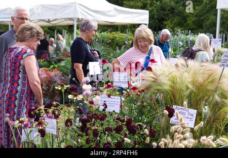 The second Gardeners World Autumn Fair at Audley End House and Gardens, Saffron Walden, Essex. A display of flowers being admired. Stock Photo