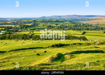 Cattle grazing in lush green countryside on the edge of Dartmoor, Devon, England, UK. Stock Photo