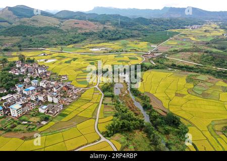 (181116) -- RONG AN, Nov. 16, 2018 -- Aerial photo taken on Nov. 16, 2018 shows scenery of rice fields in Daliang Town of Rong an County, south China s Guangxi Zhuang Autonomous Region. ) (sxk) CHINA-GUANGXI-RICE-SCENERY (CN) ZhouxHua PUBLICATIONxNOTxINxCHN Stock Photo