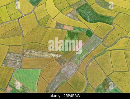 (181116) -- RONG AN, Nov. 16, 2018 -- Aerial photo taken on Nov. 16, 2018 shows scenery of rice fields in Daliang Town of Rong an County, south China s Guangxi Zhuang Autonomous Region. ) (sxk) CHINA-GUANGXI-RICE-SCENERY (CN) ZhouxHua PUBLICATIONxNOTxINxCHN Stock Photo