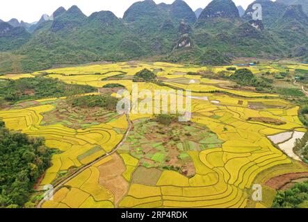 (181116) -- RONG AN, Nov. 16, 2018 -- Aerial photo taken on Nov. 16, 2018 shows scenery of rice fields in Daliang Town of Rong an County, south China s Guangxi Zhuang Autonomous Region. ) (sxk) CHINA-GUANGXI-RICE-SCENERY (CN) ZhouxHua PUBLICATIONxNOTxINxCHN Stock Photo