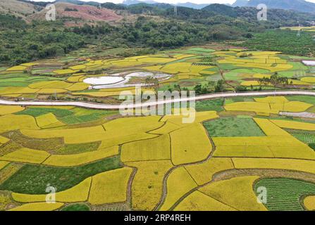 (181116) -- RONG AN, Nov. 16, 2018 -- Aerial photo taken on Nov. 16, 2018 shows scenery of rice fields in Daliang Town of Rong an County, south China s Guangxi Zhuang Autonomous Region. ) (sxk) CHINA-GUANGXI-RICE-SCENERY (CN) ZhouxHua PUBLICATIONxNOTxINxCHN Stock Photo