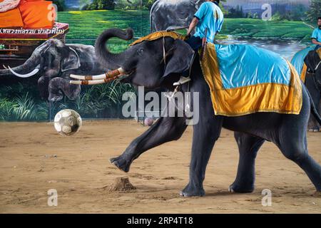 elephant playing soccer in thailand. Elephant Show in Thailand. Pattaya Thailand. May 30, 2023. Stock Photo