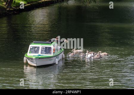 Man in boat feeding a family of swans (mute swan Cygnus olor and several cygnets) on the river Thames in Staines-upon-Thames, Surrey, England, UK Stock Photo