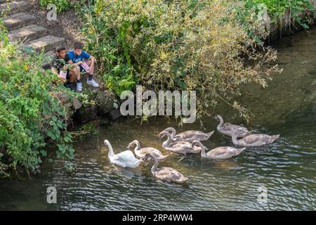 Two boys feeding a family of swans (mute swan Cygnus olor and several cygnets) on the river Thames in Staines-upon-Thames, Surrey, England, UK Stock Photo