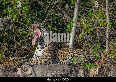 An adult Jaguar yawning in the shore of the Cuiaba River, Brazil. Stock Photo