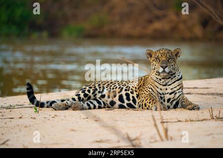 An adult Jaguar resting in the beach. Stock Photo