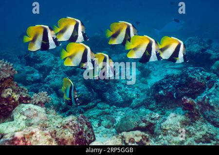 Masked bannerfish (Heniochus monoceros) school at rest.  Maldives.  Indo-West Pacific. Stock Photo