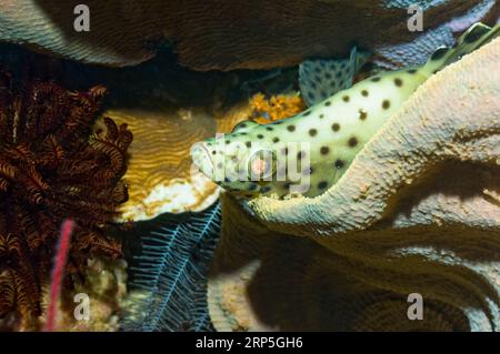 Barramundi cod or Humpback grouper (Chromileptes altivelis) lying at rest in sponge.  Raja Ampat, West Papua, Indonesia. Stock Photo