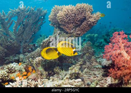 Red Sea raccoon butterflyfish (Chaetodon fasciatus) over coral reef.  Egypt, Red Sea. Stock Photo