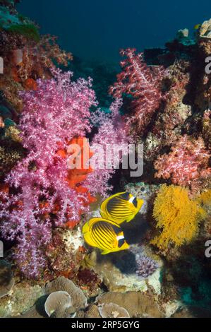 Red Sea raccoon butterflyfish (Chaetodon fasciatus) with soft coral.  Egypt, Red Sea. Stock Photo