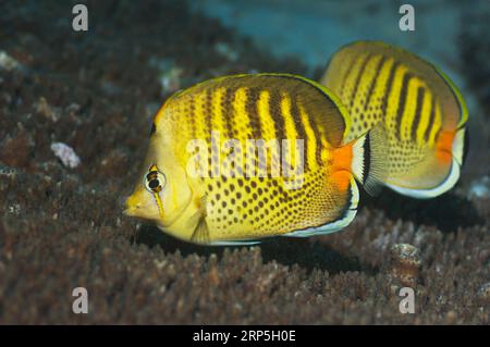 Spot-banded butterflyfish (Chaetodon punctatofasciatus).  Misool, Raja Empat, West Papua, Indonesia. Stock Photo