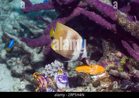 Klein's butterflyfish (Chaetodon kleinii) with sea squirts.  Misool, Raja Empat, West Papua, Indonesia. Stock Photo