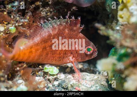 Swallowtail hawkfish or Lyretail hawkfish [Cyprinocirrhites polyactis].  Tulamben, Bali, Indonesia. Stock Photo