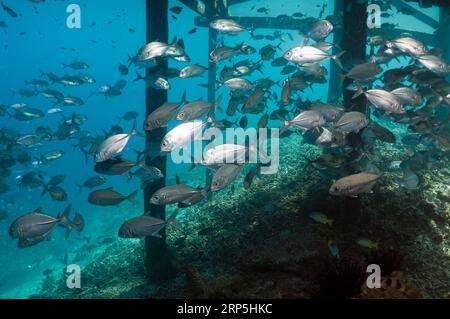 Bigeye jacks (Caranx sexfasciatus) under jetty.  Misool, Raja Empat, West Papua, Indonesia. Stock Photo