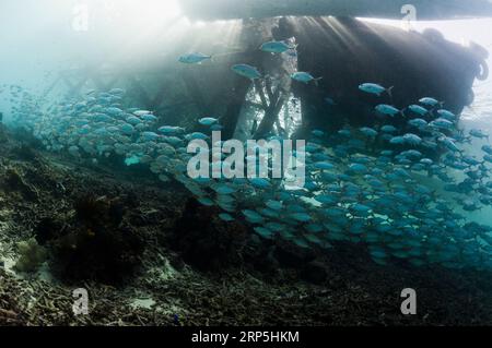 Bigeye scad (Selar crunenophthalmus) and Bigeye jacks (Caranx sexfasciatus) schools under jetty.  Misool, Raja Ampat, West Papua, Indonesia. Stock Photo